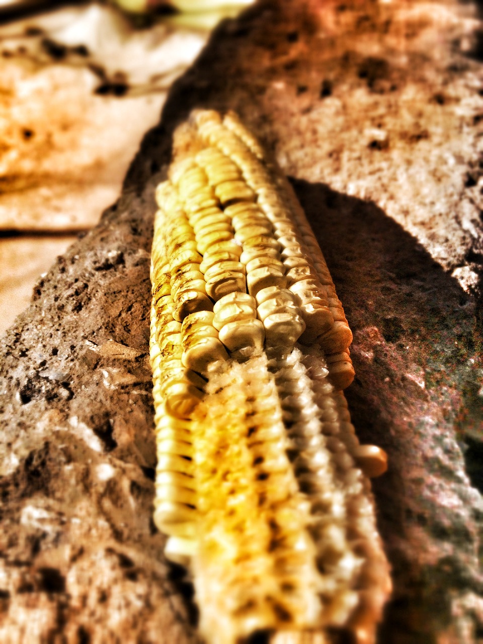 maize, corn, dry